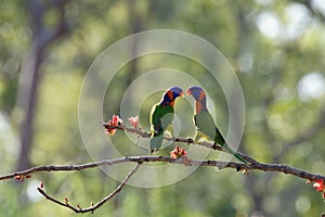 A Pair Of Red Collared Lorikeets