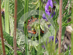 A pair of red common fire bugs Pyrrhocoris apterus mating