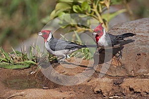 Pair of Red-crested Cardinal, Paroaria coronata
