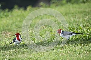 A pair of Red-crested cardinals foraging on the ground in Hawaii