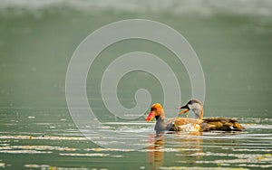 Pair of Red-crested pochard