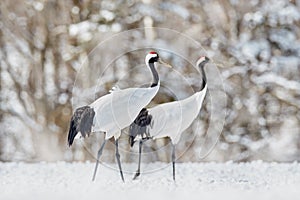 Pair of Red-crowned crane, Grus japonensis, walking in the snow, Hokkaido, Japan. Beautiful bird in the nature habitat. Wildlife