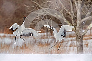 Pair of Red-crowned crane, Grus japonensis, walking in the snow, Hokkaido, Japan. Beautiful bird in the nature habitat. Wildlife