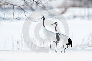 Pair of Red-crowned crane, Grus japonensis, walking in the snow, Hokkaido, Japan. Beautiful bird in the nature habitat. Wildlife