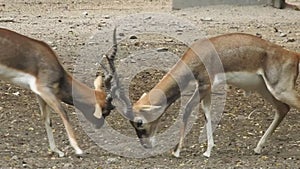 A pair of Red Deer stags fighting on a crisp morning. Two deer fighting. Red Deer males fighting in the field. Deers fighting