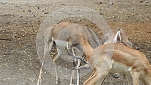 A pair of Red Deer stags fighting on a crisp morning. Two deer fighting. Red Deer males fighting in the field. Deers fighting