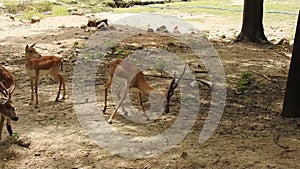 A pair of Red Deer stags fighting on a crisp morning. Two deer fighting. Red Deer males fighting in the field. Deers fighting