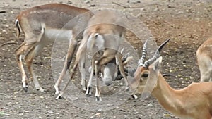 A pair of Red Deer stags fighting on a crisp morning. Two deer fighting. Red Deer males fighting in the field. Deers fighting