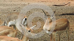 A pair of Red Deer stags fighting on a crisp morning. Two deer fighting. Red Deer males fighting in the field. Deers fighting