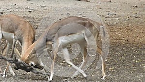 A pair of Red Deer stags fighting on a crisp morning. Two deer fighting. Red Deer males fighting in the field. Deers fighting