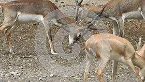 A pair of Red Deer stags fighting on a crisp morning. Two deer fighting. Red Deer males fighting in the field. Deers fighting