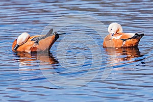 Pair of red ducks Tadorna ferruginea.