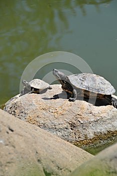 Pair of Red eared Slider Turtles on Rock