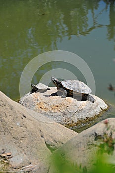 Pair of Red eared Slider Turtles on Rock