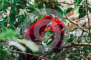 Pair of red eclectus parrots portrait closeup on a tree