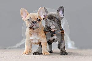 Pair of red fawn and chocolate brindle colored French Bulldog dog puppies with 7 weeks