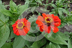 Pair of red flowerheads of zinnia