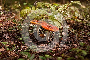 A pair of red fly agaric.