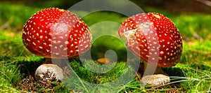 Pair of red flyagaric mushroom in forest