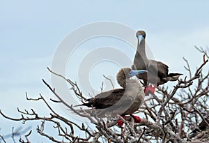 A pair of red footed boobies in a tree.