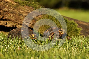 A pair of Red-footed tortoises Chelonoidis carbonaria in the green grass