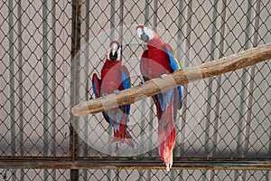 A pair of red-and-green macaws in captivity