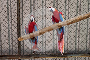 A pair of red-and-green macaws in captivity in the zoo photo