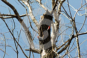 A pair of red head wood peckers building the nest