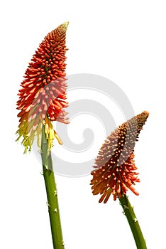 Pair of Red Hot Poker Flowers