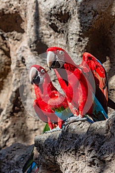 Pair of red Macaw Ara Macao