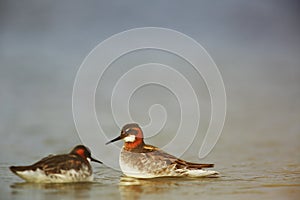 Pair of Red-necked Phalarope