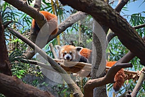 A pair of Red Panda Resting on Man Made Bamboo Support