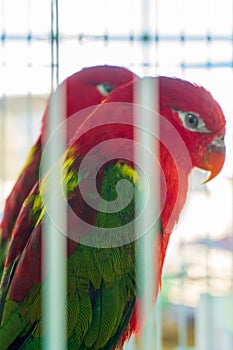 Pair of red parrots Yellow Swarthy Wide-Tailed Loris in cage