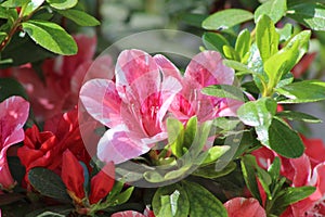 Pair of red, pink and white flowers.