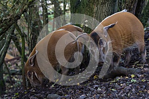 A pair of Red River hog feeding