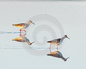 A pair of red shanks walking