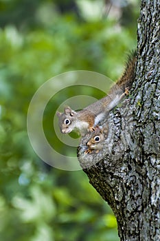 A pair of red squirrels in tree nest
