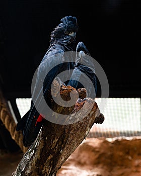 A pair of Red-tailed Black Cockatoo in a park exhibit