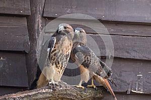 A pair or red-tailed hawks look into the distance