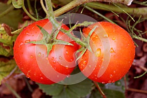 Pair of red tomatoes in the bush