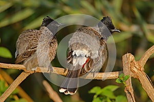 Pair of Red vented bulbul, natural, nature