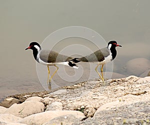 A pair of Red-wattled lapwing (Vanellus indicus) enjoying on the river bank : (pix Sanjiv Shukla)