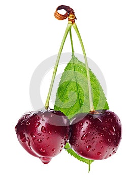 Pair of red wet cherry fruit with green leaf