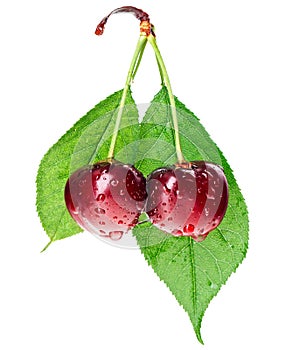 Pair of red wet cherry fruit on stem