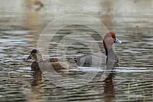 Pair of redhead ducks in water.