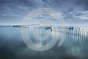 A pair of reeds in the lake