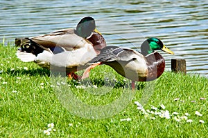 Pair of relaxing mallard ducks near pond