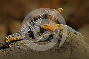 Pair of Reptiles, Black Iguana, Ctenosaura similis, male and female sitting on black stone, animal in the nature habitat, wildlife