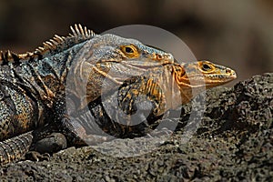 Pair of Reptiles, Black Iguana, Ctenosaura similis, male and female sitting on black stone, chewing to head, animal in the nature