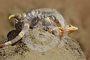 Pair of reptiles, Black Iguana, Ctenosaura similis, male female sitting on black stone, chewing to head, animal in nature habitat,